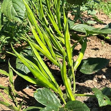 100+ Pcs Indian Cluster Bean Seeds, Non-GMO Vegetable Seeds for Planting, High Germination Guar Seeds for Home Garden, Backyard, Outdoor Grow Bags or Pots