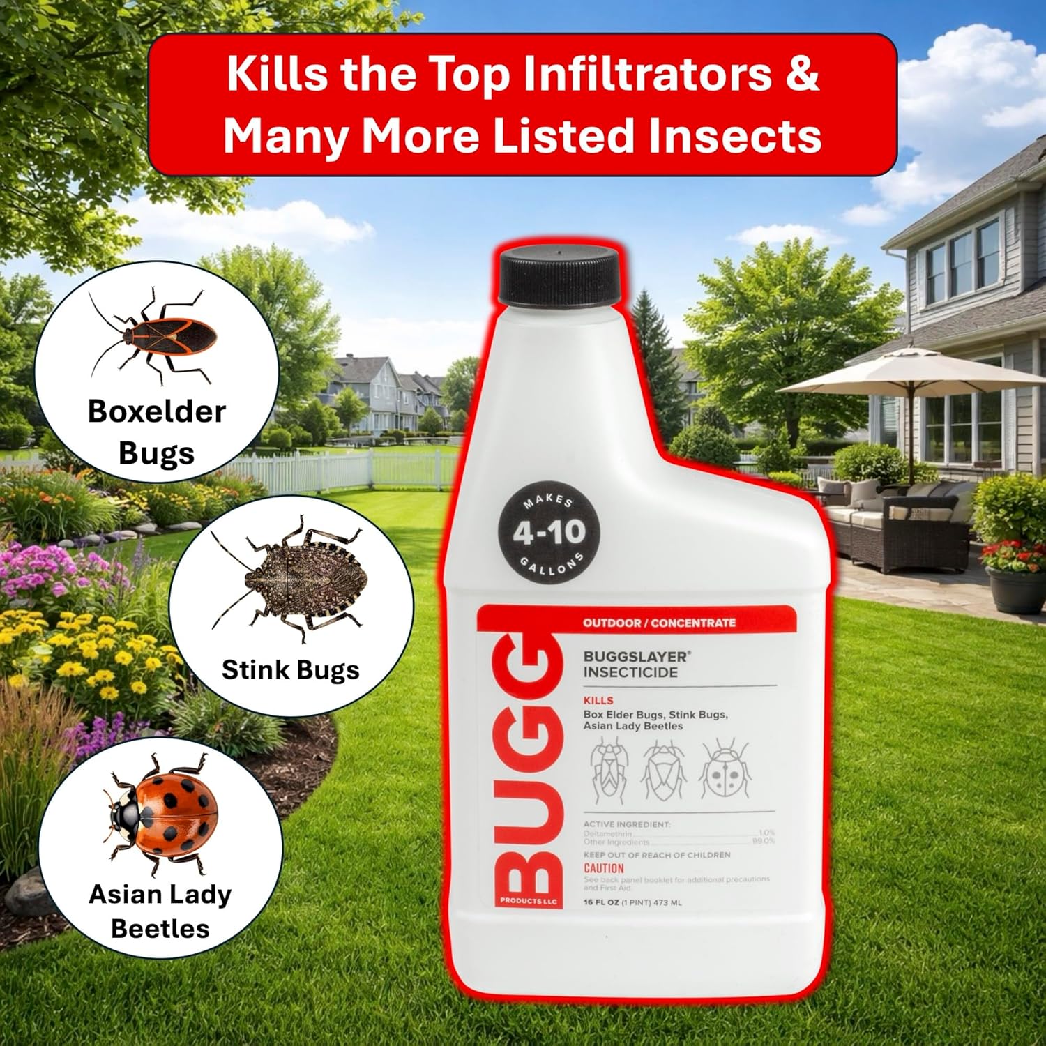 BUGGSLAYER Insecticide - Concentrate - Outdoor Box Elder Bugs, Stink Bugs, Asian Lady Beetles - 16 oz Bottle