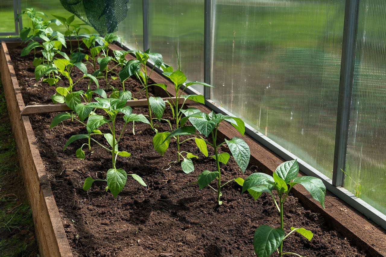 Organic Seedling Fertilizer 1 Gal, CDFA Organic Registered. Plant Care Fertilizer for Vegetable Gardens Like Tomato, Cucumber, Beans, Carrots and All Other Plants