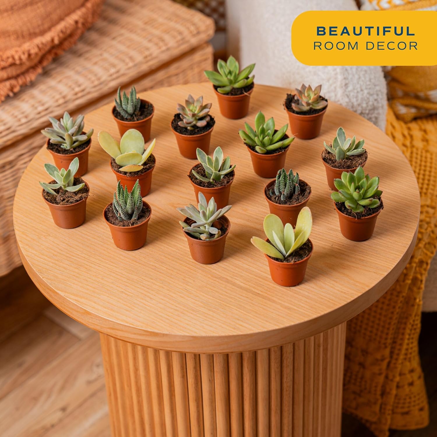 Costa Farms Mini Succulent Live Plants in Plastic Pots, Easy to Maintain Indoor Succulents, Assorted Variety Houseplants for Room Decor, House Warming or Party Favors, 2-3.5 Inches Tall, Pack of 100 - Image 2