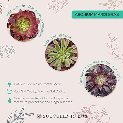 Miniatura 3 de Aeonium Mardi Gras de 4 pulgadas  Colección colorida de alta calidad de plantas suculentas Aeonium vivas  Suculentas de rosetas saludables