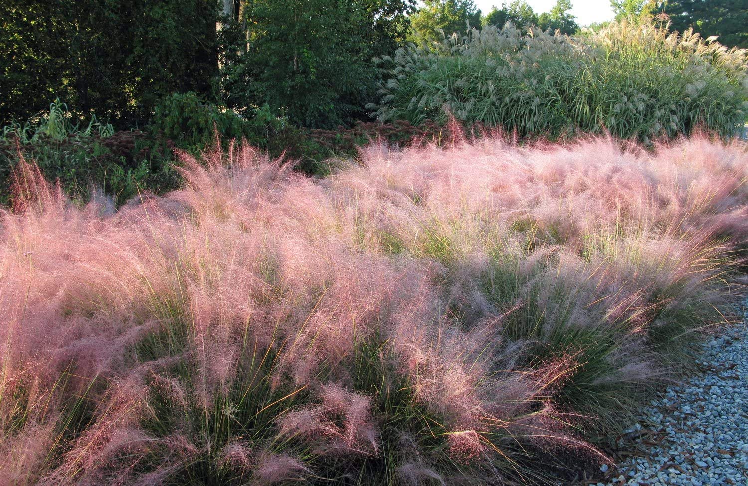 Buy Pink Muhly Grass 30 Live Plants Muhlenbergia Capillaris