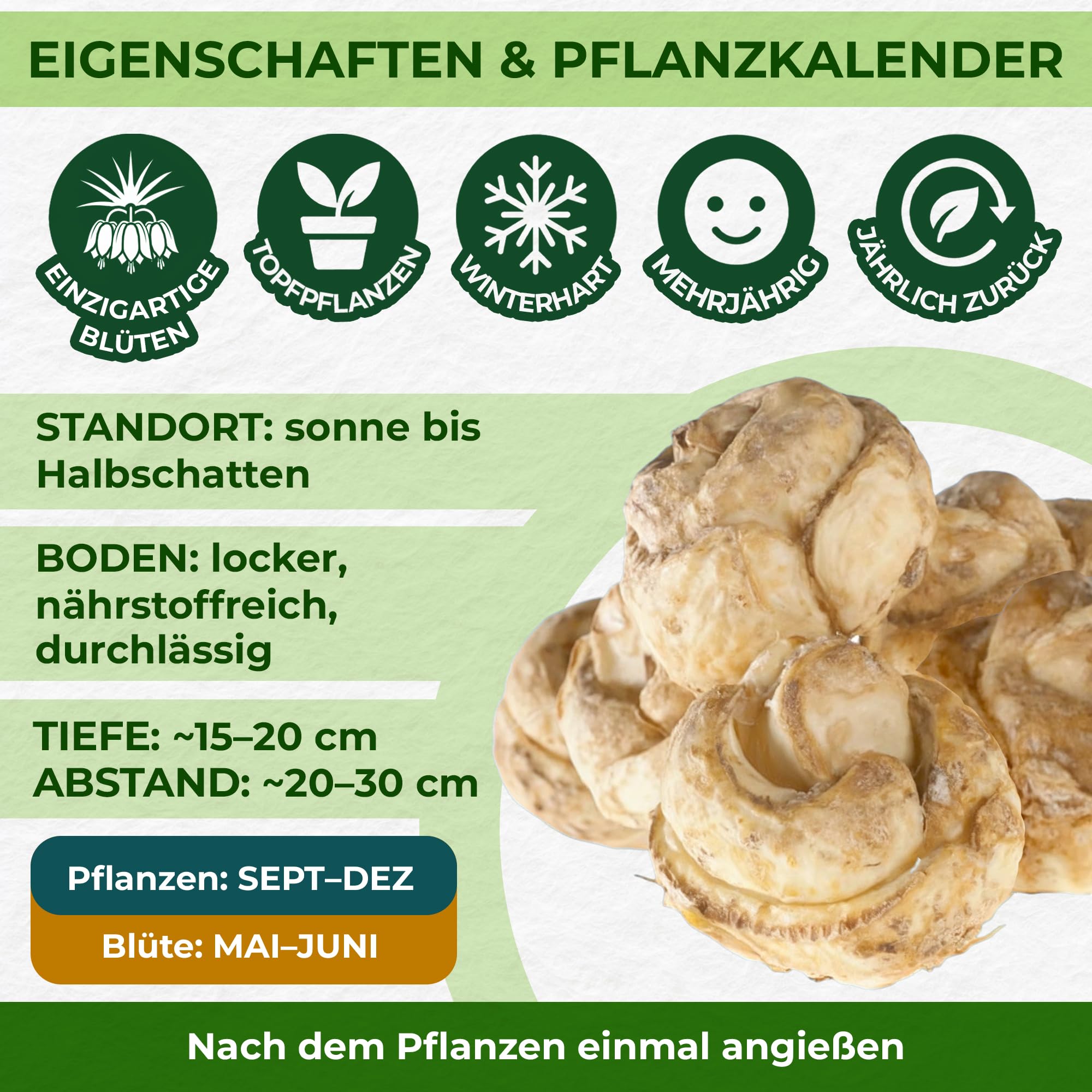 Kaiserkronen Knollen Mehrjährig - Fritillaria Imperialis - 6 Zwiebeln