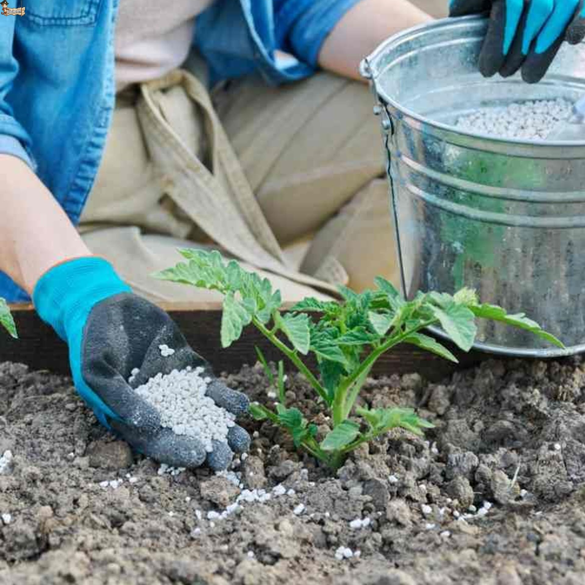 BricoLoco.com Abono complejo NPK 15-15-15. 1 Kg. Fertilizante triple 15 granulado. Para plantas de huerto y jardín, árboles, etc. 15% nitrógeno 15% fósforo 15% potasio (1, Kilogramos)