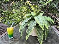 Review Image by Vincent Vincent