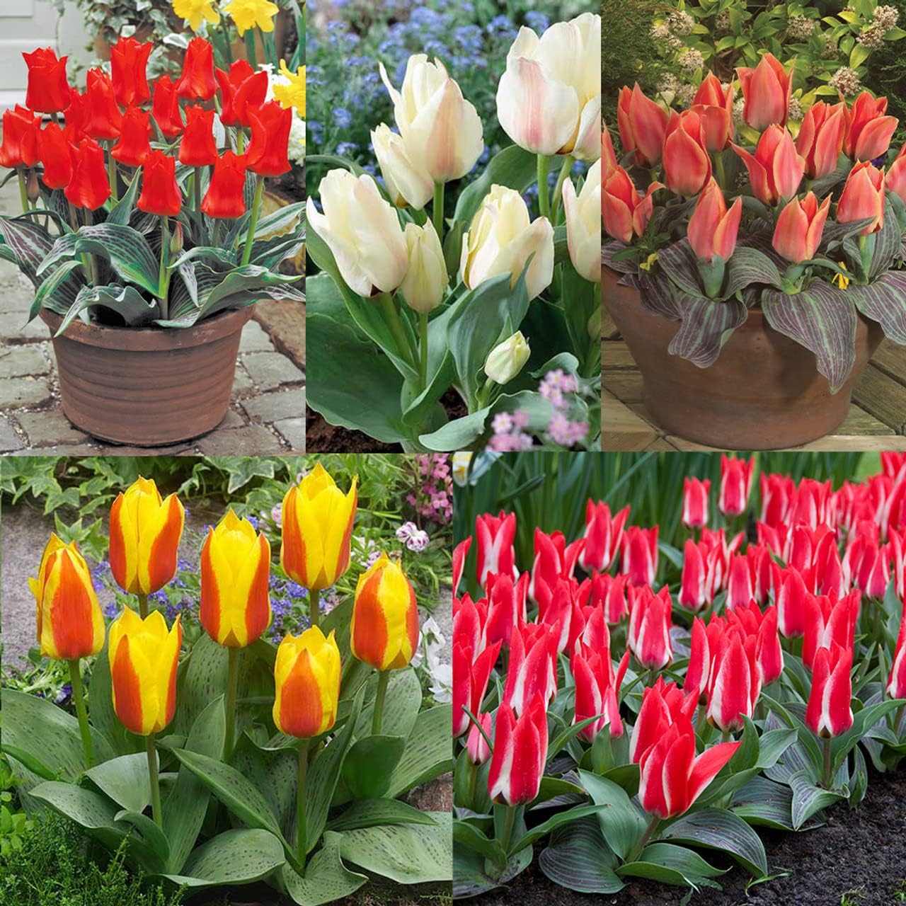 50 x Dwarf Tulips Bulbs Mixed Tulips Dwarf Rockery Bulbs Tulip Bulbs