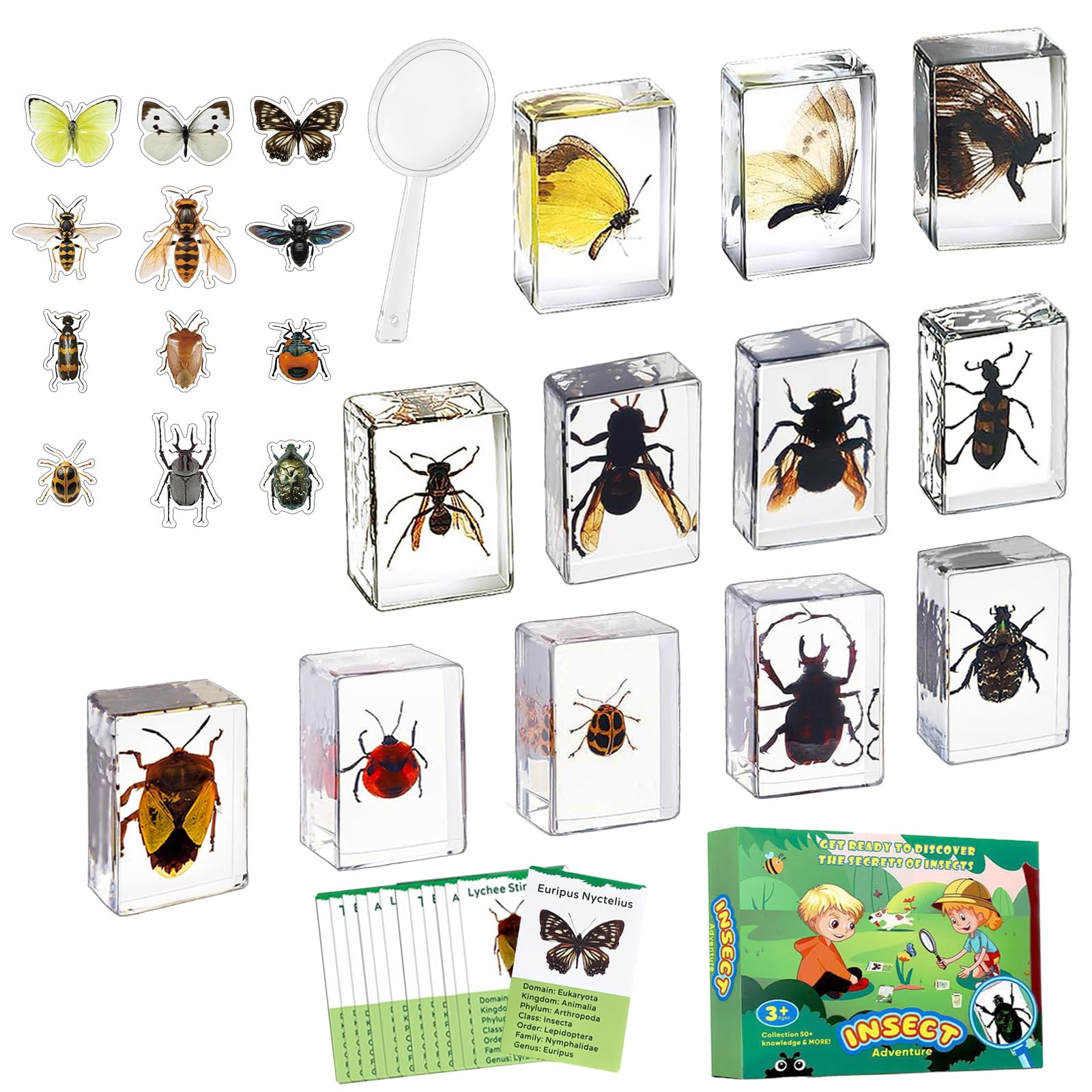 Artojoy Insect in Resin Specimen, 12 PCS Scientific Educational Bugs Collection, Science Classroom Preschool Display, Real Specimens of Butterflies
