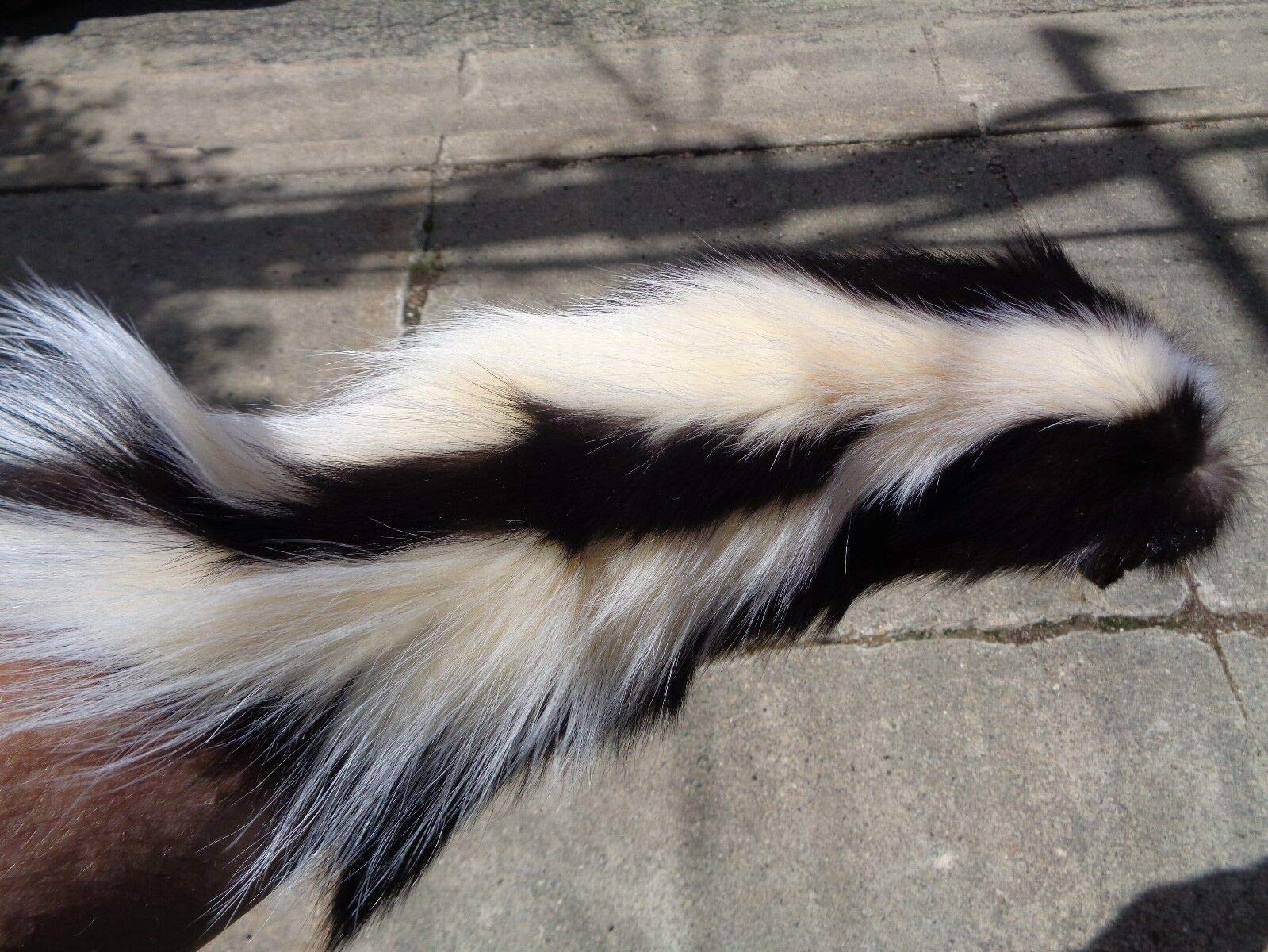 シマスカンクの毛皮 1点もの