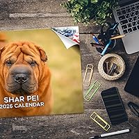 Vista 21 de Razas de Perros 2017