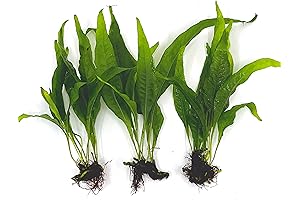 3 Aqua Plants Bundle