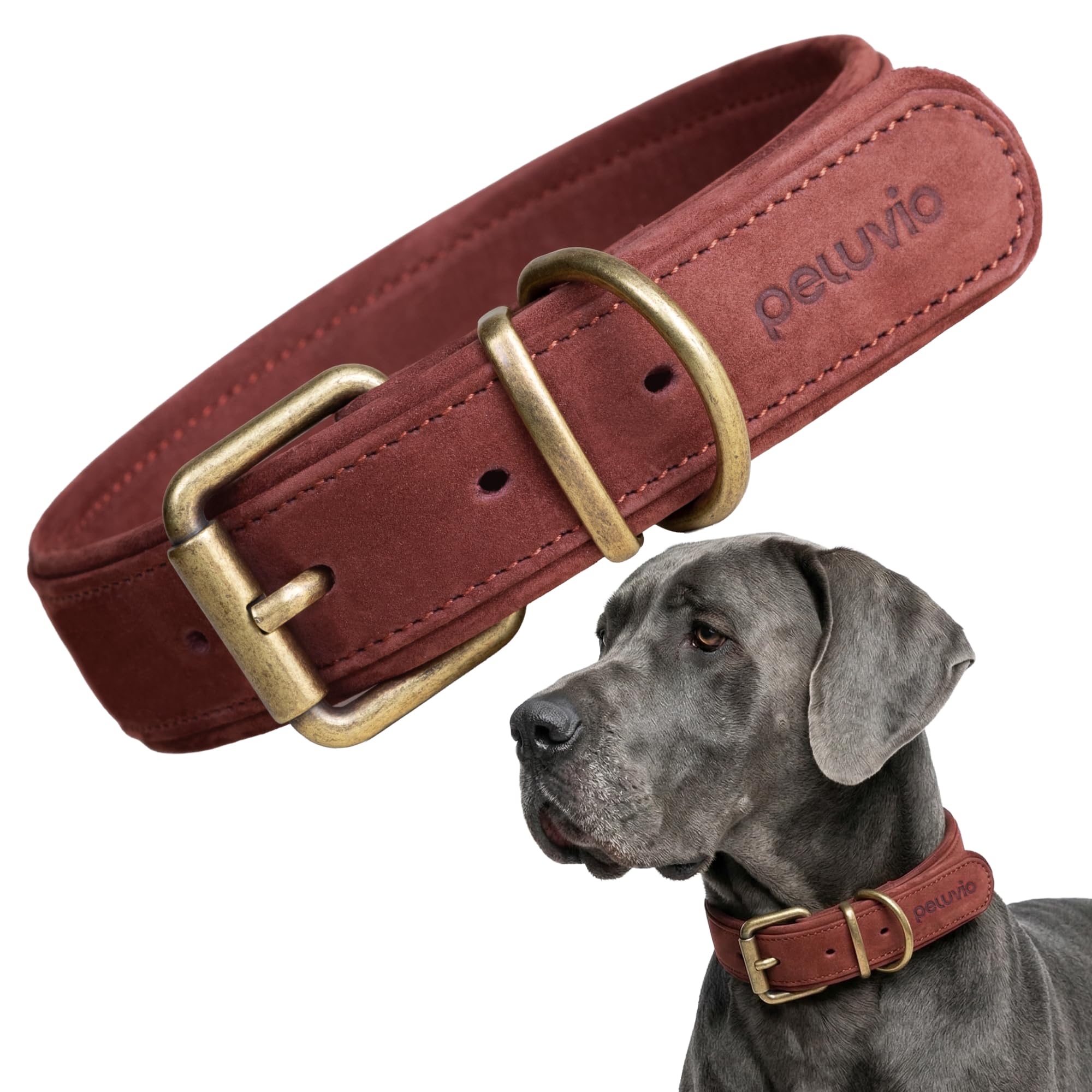 Collier en Cuir pour Chien Rexor pour les Balades en Forêt et Sorties Urbaines Quotidiennes