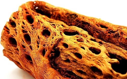 Vista 3 de Soportes de exhibición de plantas de aire grandes de madera cholla natural, soportes decorativos individuales únicos o soporte