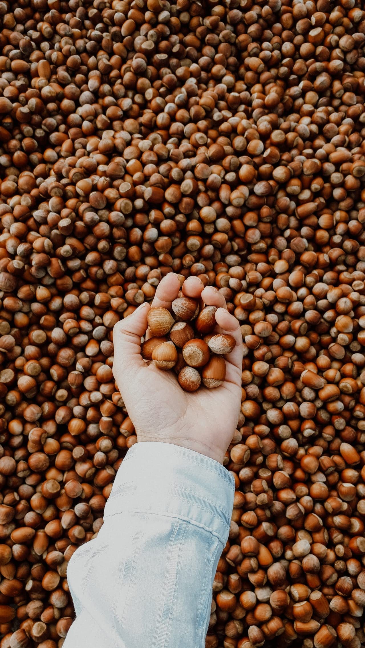 Kamelur Italienische Haselnüsse mit Schale - 2,5kg - Schmackhafte Nüsse mit Schale als Snack oder als Eichhörnchen Futter