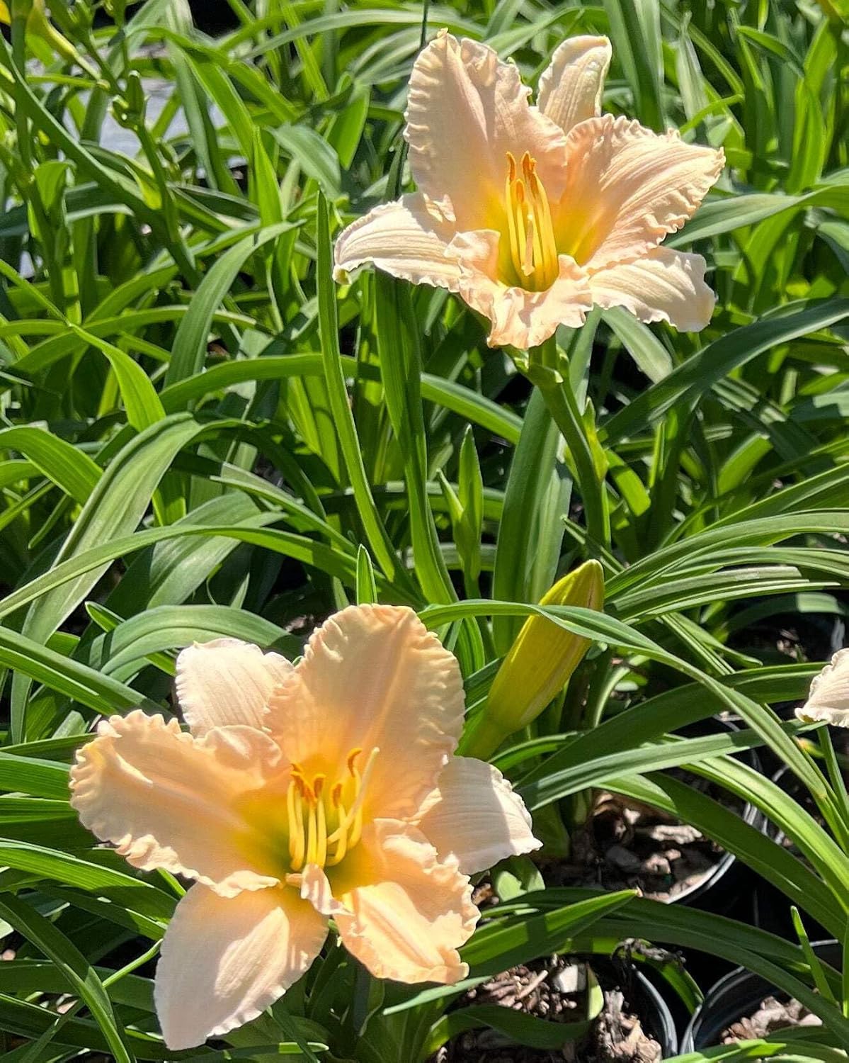 Perennial Farm Marketplace Hemerocallis 'Lullaby Baby' (Daylily) Perennial, Size-#1 Container, Palest Pink Flowers