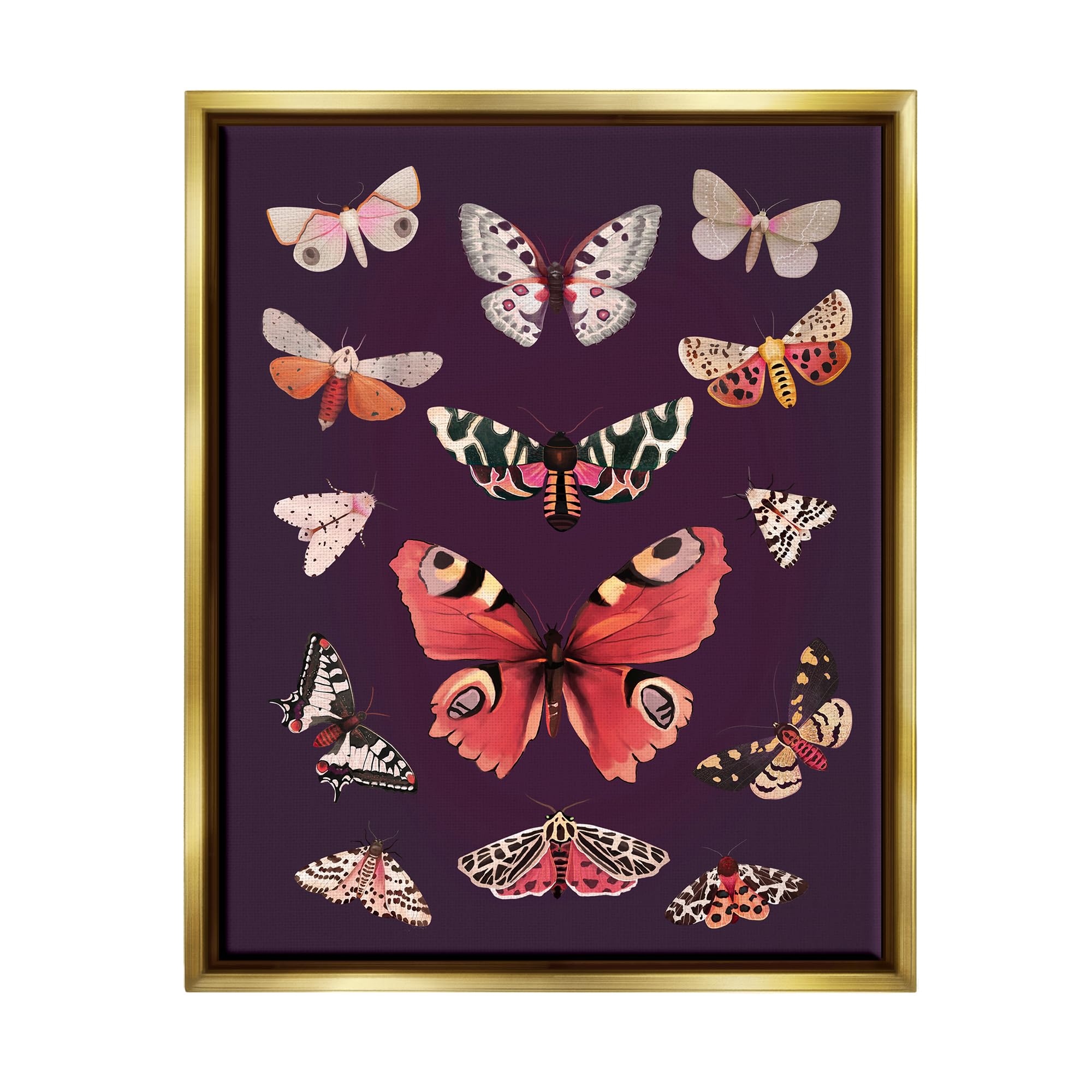 Stupell Industries Vintage Wildlife Moths Framed Floater Canvas Wall Art by Diane Neukirch