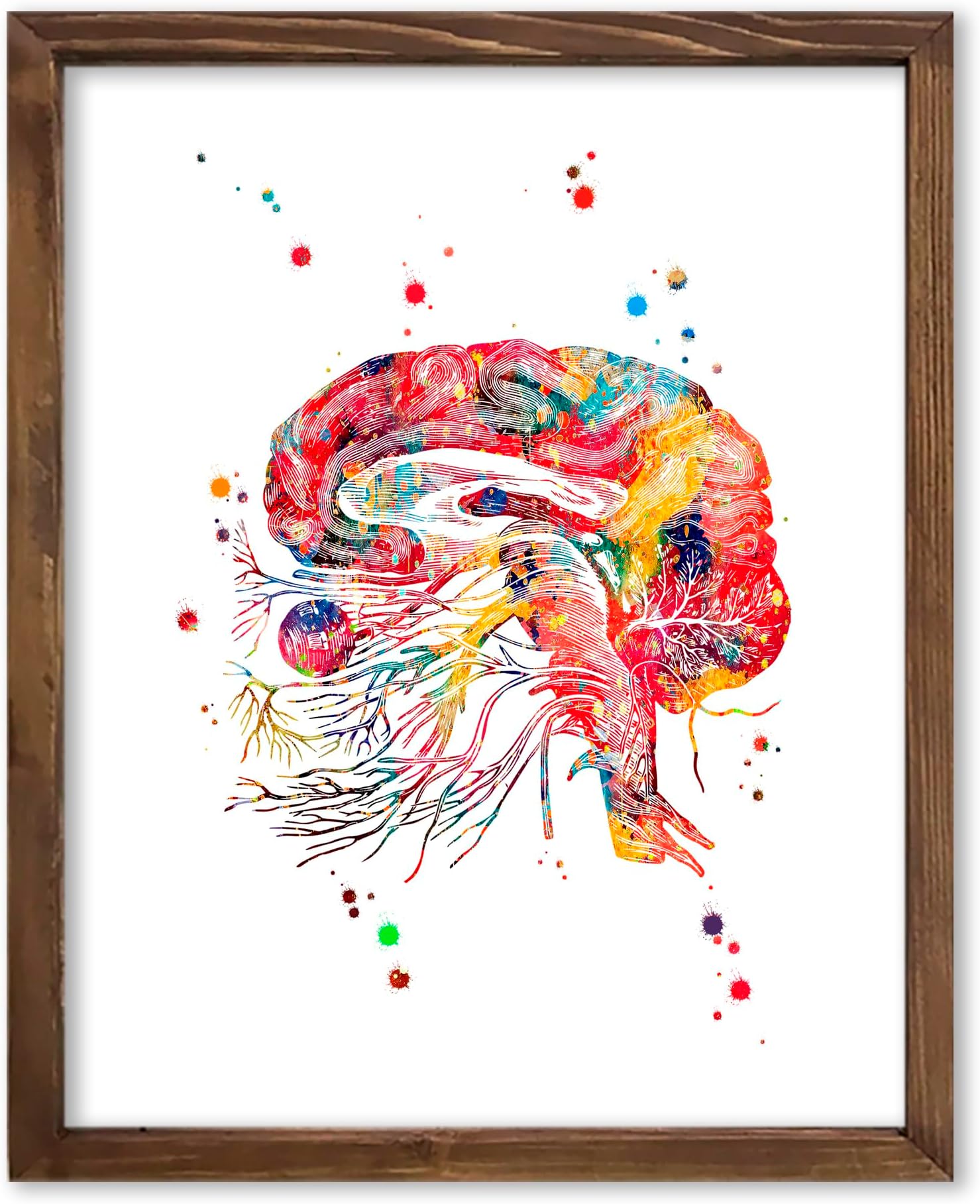 Watercolor Brain Cranial Nerves Brainstem Diagram Illustration Art Print for Neurology Classroom Display, Biology Lab Inspiration, Medical Office Study Desk Dorm Science Wall Art, Med Student Neurologist Anatomy Teacher Science Enthusiast Graduation Neural Gifts - 8x10 Unframed Print