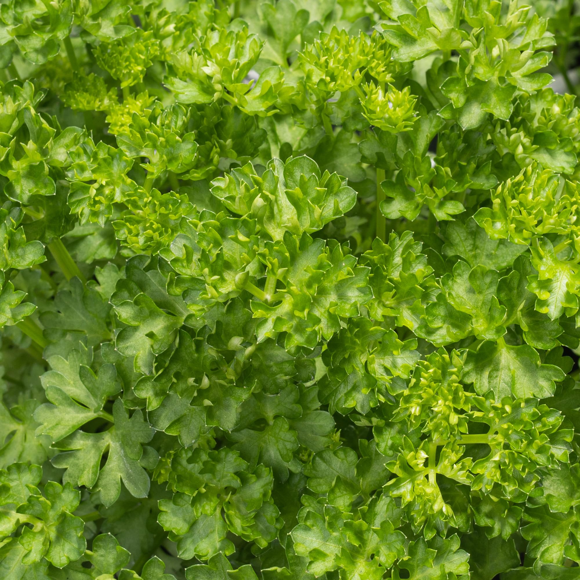 Curly Parsley - Grow Your Own Herbs | Tasty Potted Garden Herb, Ready to Plant (15-20cm Incl. Pot)