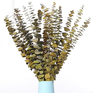20 PCS Dried Eucalyptus Stems, 17'' Natural Real Live Yellow Eucalyptus Leaves Branches Hanging Shower, Preserved Fresh Eucalyptus Plant for SPA Home Fragrance Bathroom Table Vase Decor