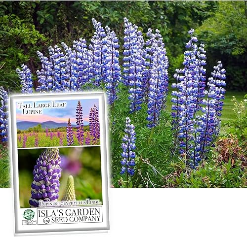 Semillas altas de altramuz de hoja grande para plantar, más de 50 semillas de flores silvestres por paquete, semillas de jardín de Isla (semillas de