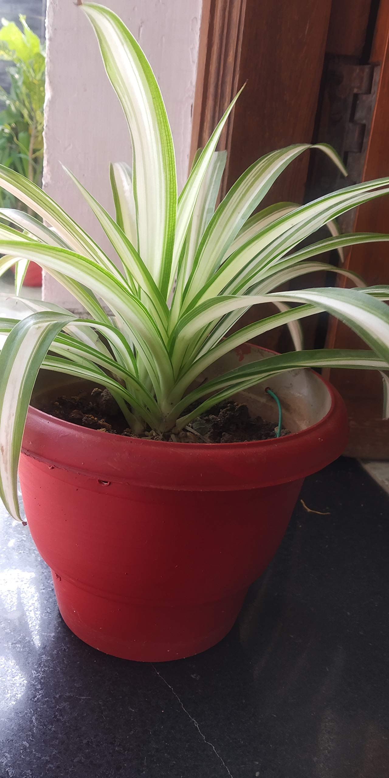 Plants Point Air Purifying Spider Plant - Indoor & Outdoor Live Plant (B07HNNWJR8) Amazon Price History, Amazon Price Tracker