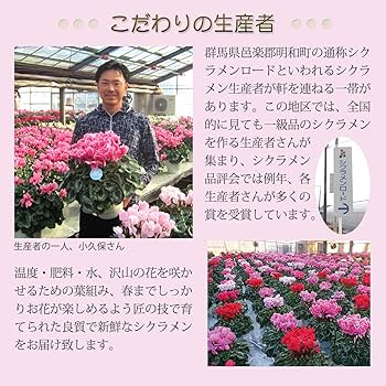 Amazon｜花のギフト社 シクラメン ギフト プレゼント 花 鉢植え 鉢花 4