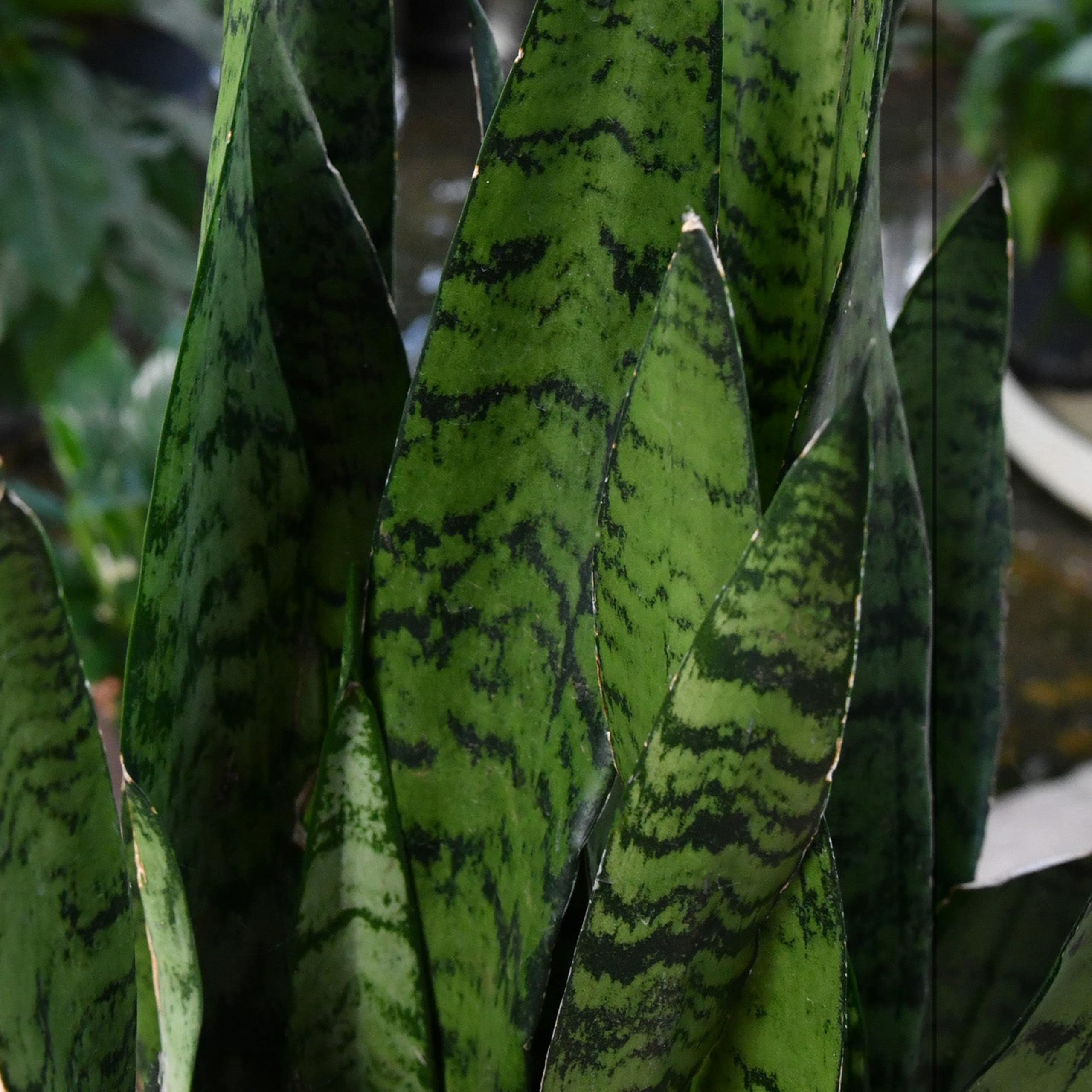 Sansevieria Bogenhanf - Pflegeleichte Zimmerpflanzen - Sukkulenten frisch aus der Gärtnerei - XL Hydrokultur Set Büro - Höhe 70-80 cm - in Vase Anthrazit - inkl. Blähton & Dünger