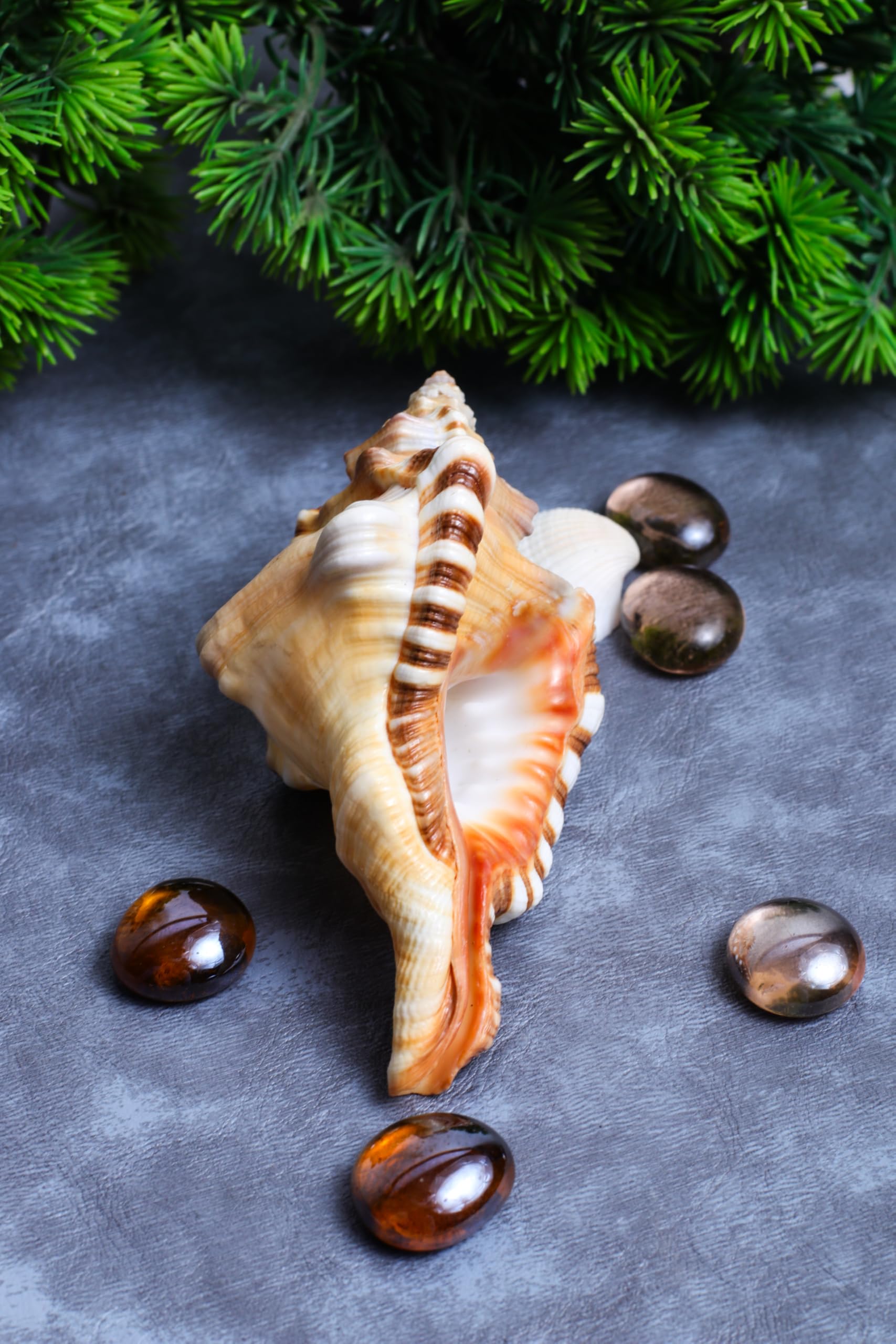 Studio Vaidik Ganesha Shankh Conch for puja and Positive Energy-image-37