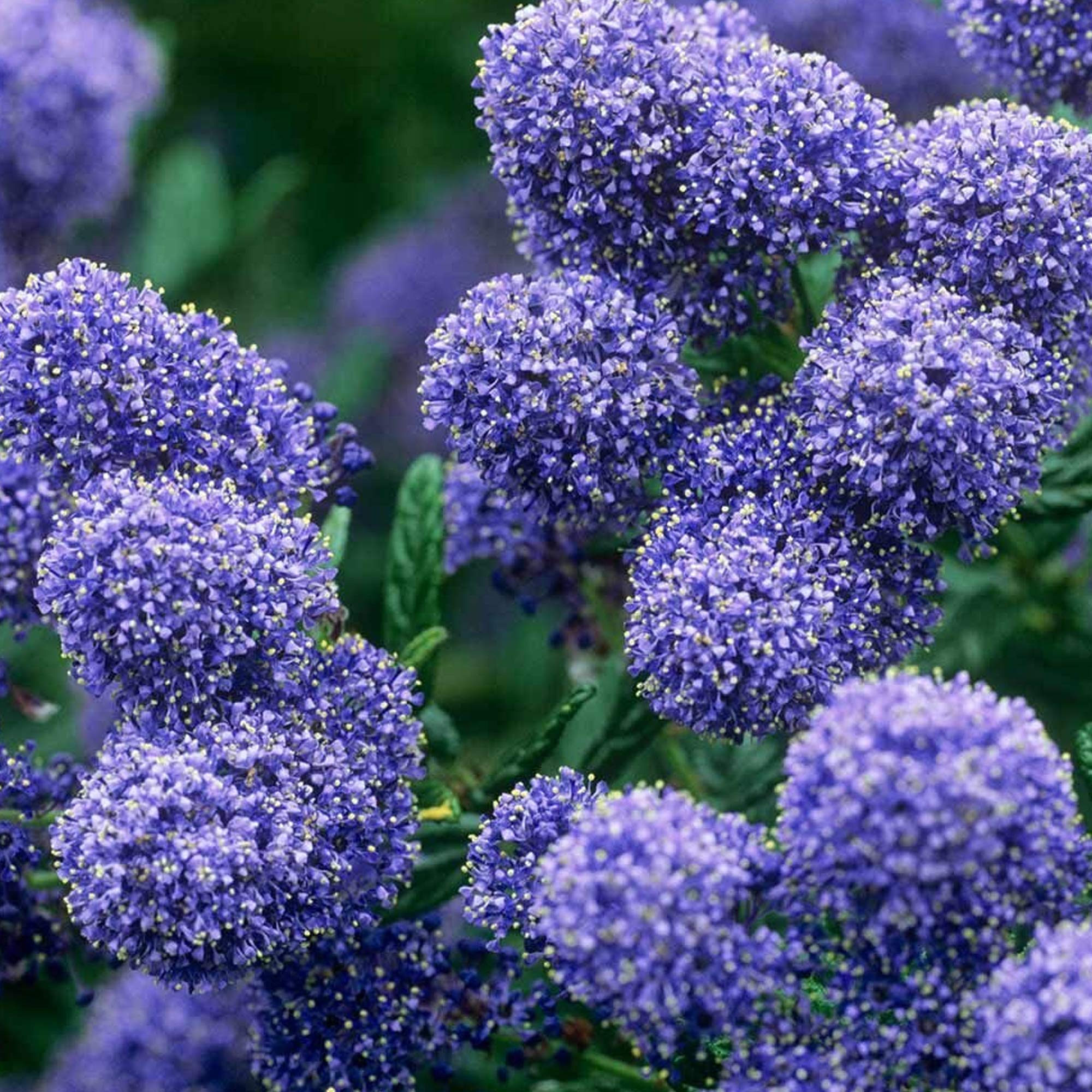 California Ornamental Trees California Native Trees Southern
