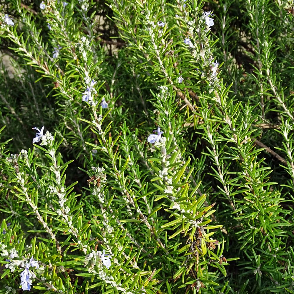 Rosemary Seeds – Popular in Mediterranean Cuisine and with Roast Lamb – Hardy Shurb – for Your Beautiful Kitchen Garden