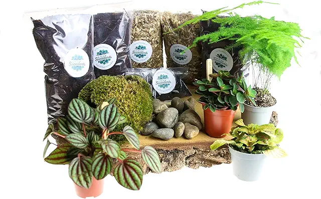 Large Terrarium Kit for Adults with Live Plants & Moss