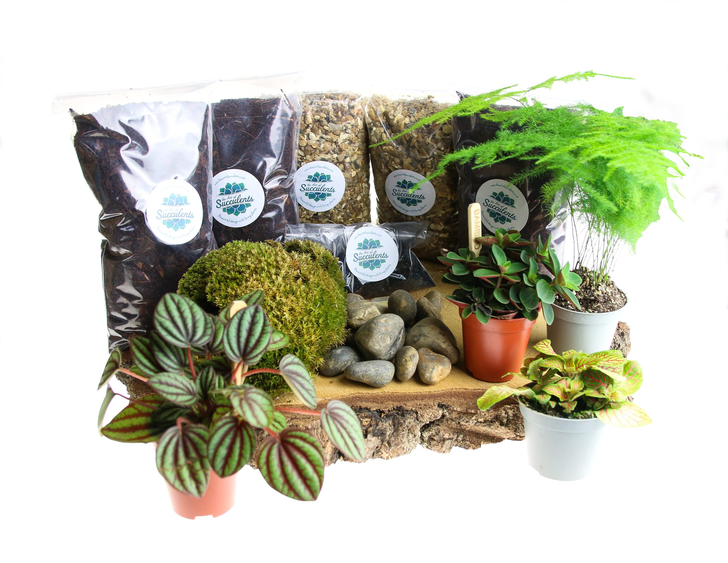 Terrarium Starter Kit Large, Complete Kit with Live Plants and Moss Included