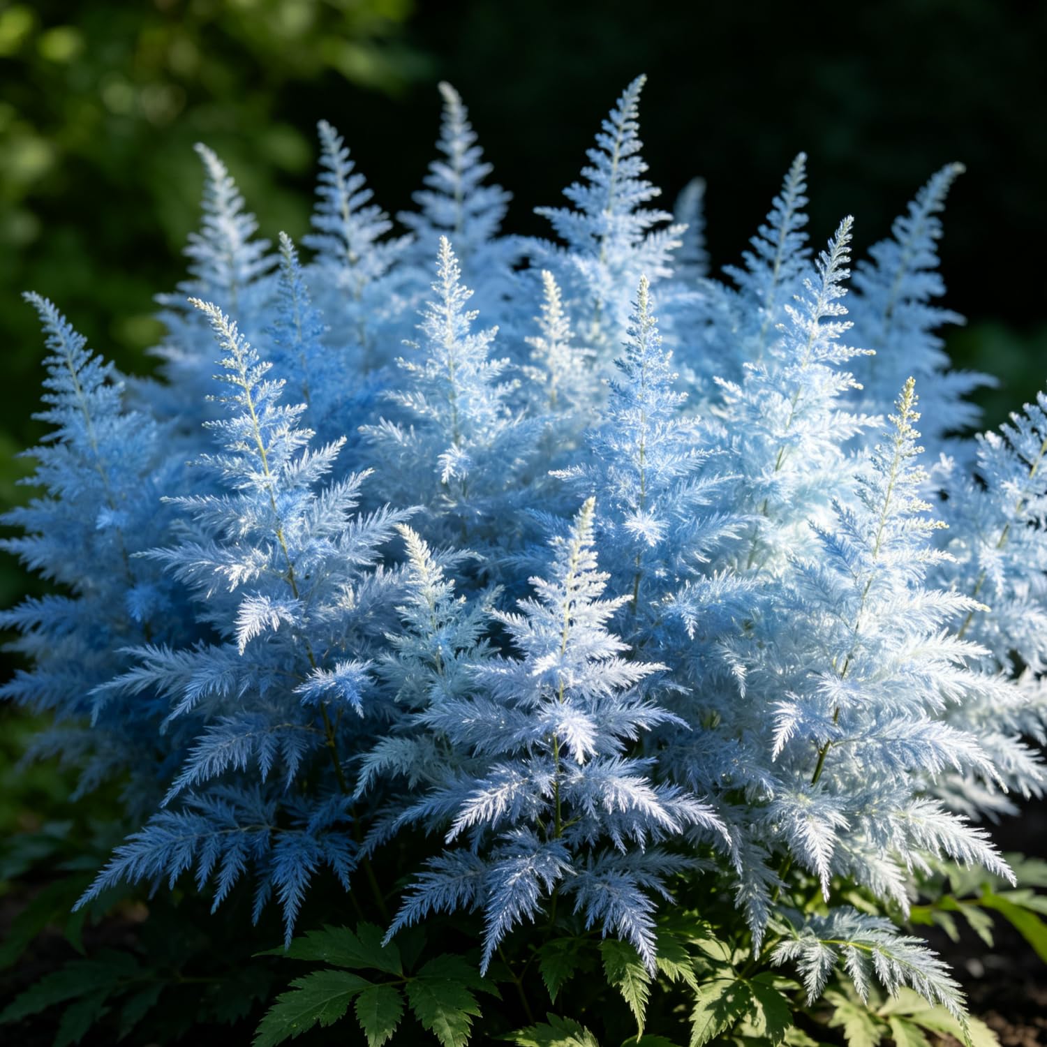Mix Astilbe Seed-Hardy,Perennial herb,Excellent Display Indoor,Garden