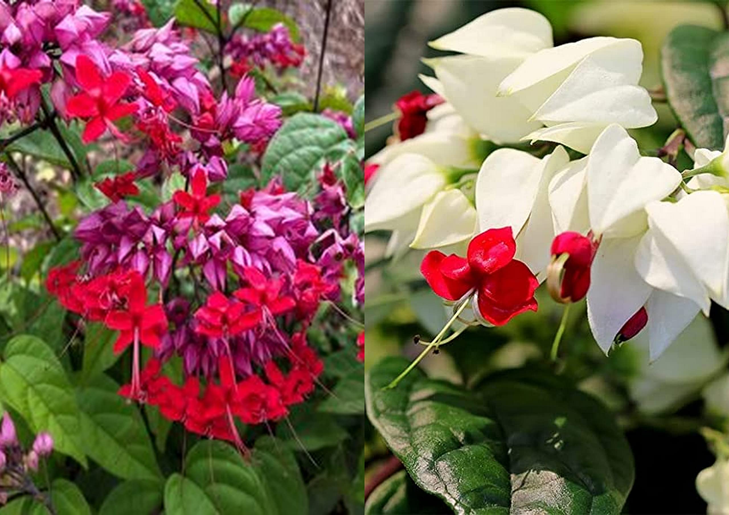 See full amazon price history chart for Exotic Bleeding Heart Vine Flower Plant Red and White combo of bleeding heart Creeper - Climber Vine Flower Plant Garden Live Plant Nursery Indoor Outdoor Living Plants Pack of 2 Exotic Bleeding Heart Vine Flower Plant Red and White combo of bleeding heart Creeper - Climber Vine Flower Plant Garden Live Plant Nursery Indoor Outdoor Living Plants Pack of 2 (B0BSVC69T2) Amazon Price History, Amazon Price Tracker