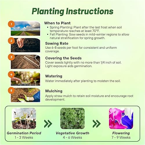 Miniatura 3 de Outsidepride Kikyo-Zaki Morning Glory Seeds - 50 unidades. Semillas anuales, trepadoras y enredaderas para plantar flores grandes en forma de