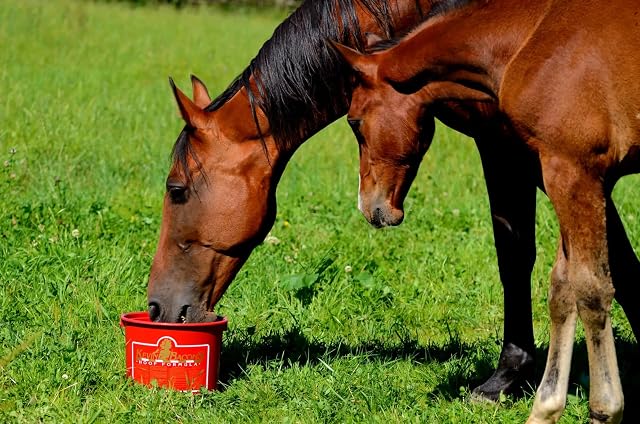Foto 3 de 3 de Kevin Bacon's Hoof Formula