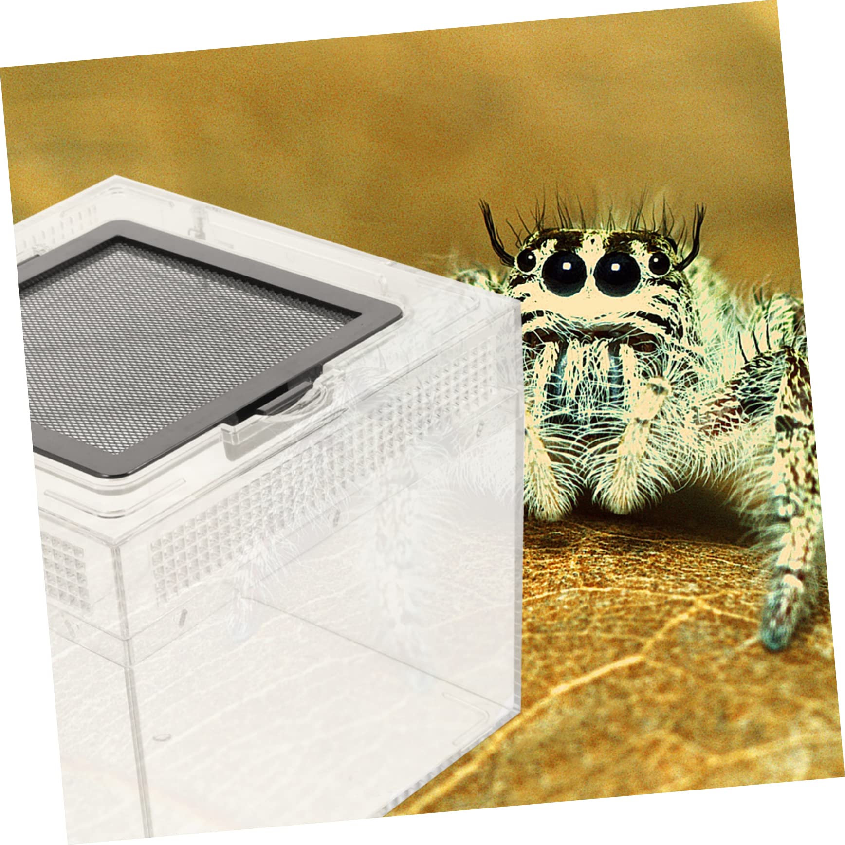 Toddmomy Recinto para Reptiles Transparente con Tapa Magnética Deslizante Incubadora Creativa y Alimentador Práctico para Arañas y Tortugas Pequeñas