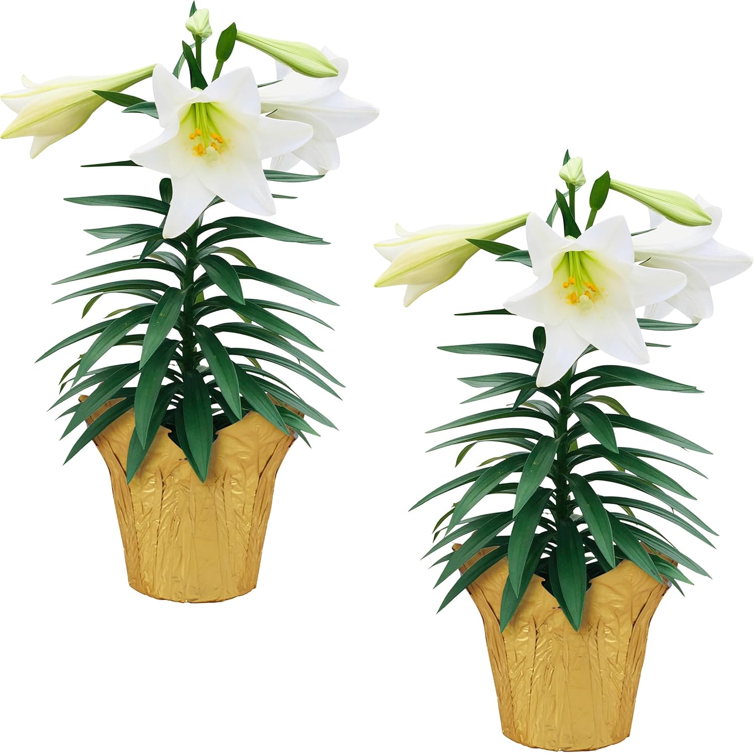 Live Flowering Easter Lily in Deco Cover (2 Plants Per Pack), 3+ Blooms Per Plant, 12" Tall by 6" Wide in 1.25 Qt Pot