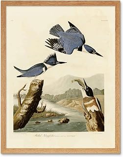 Wee Blue Coo Painting Book Page Birds America Audubon Belted Kingfisher Art Print Framed Poster Wall Decor 12x16 inch