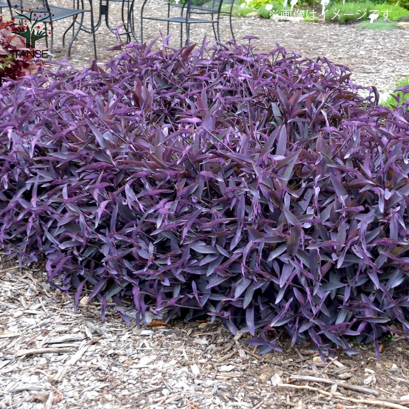 Amazon Co Jp セトクレアセア ムラサキゴテン 3号ポット 2個セット 品種で選べる花苗 カラーリーフ 学名 Tradescantia Pallida Purple Heart ツユクサ科ムラサキツユクサ属 常緑性多年草 原生地 メキシコ 別名 紫御殿 パープルハート セトクレアセアは Amazon Co Jp セトクレアセア ムラサキゴテン 3号ポット 2個セット 品種で選べる花苗 カラーリーフ 学名 Tradescantia Pallida Purple Heart ツユクサ科ムラサキツユクサ属 常緑性多年草 原生地 メキシコ 別名 紫御殿 パープルハート セトクレアセアは