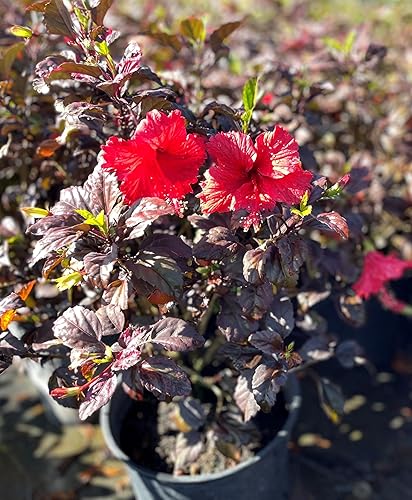 Miniatura 2 de AMPLEX Maceta de hibisco de 3 galones, rojo caliente
