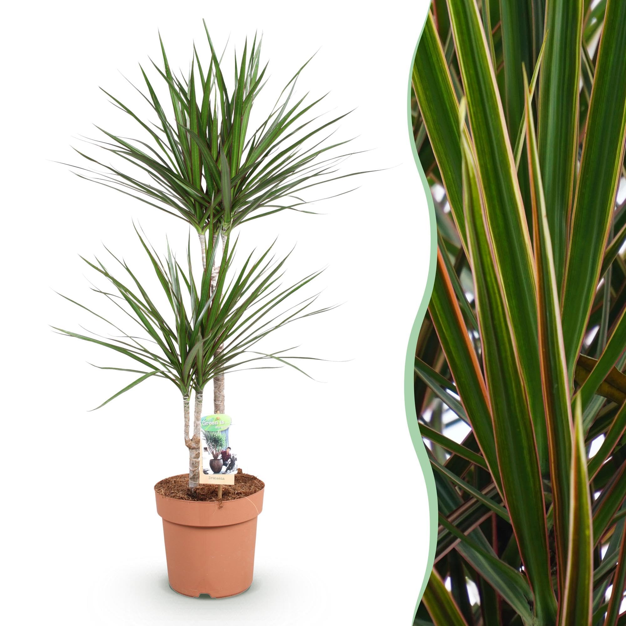 Dracaena Marginata – Drachenbaum – 21cm – Höhe 90-100cm – Pflegeleichte grün – rote Zimmerpflanze für moderne Wohnräume und Bürobereiche