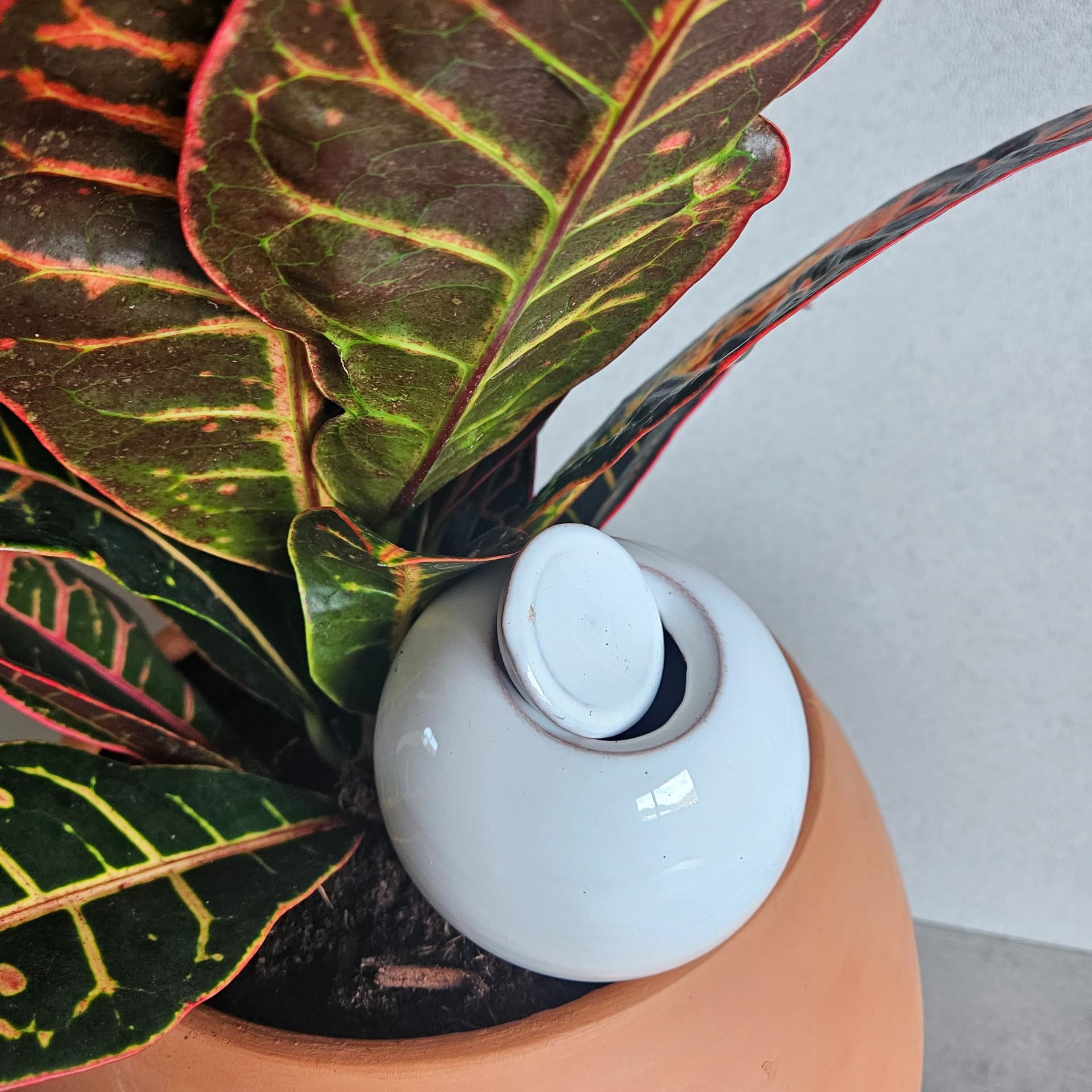Ollas Lutton Mini Olla Terre Cuite 25cl | Fabrication Française | Arrosage Automatique Écologique | Irrigation Naturelle pour Plantes Intérieures & Extérieures | Autonomie 2 Jours | Olla Blanche