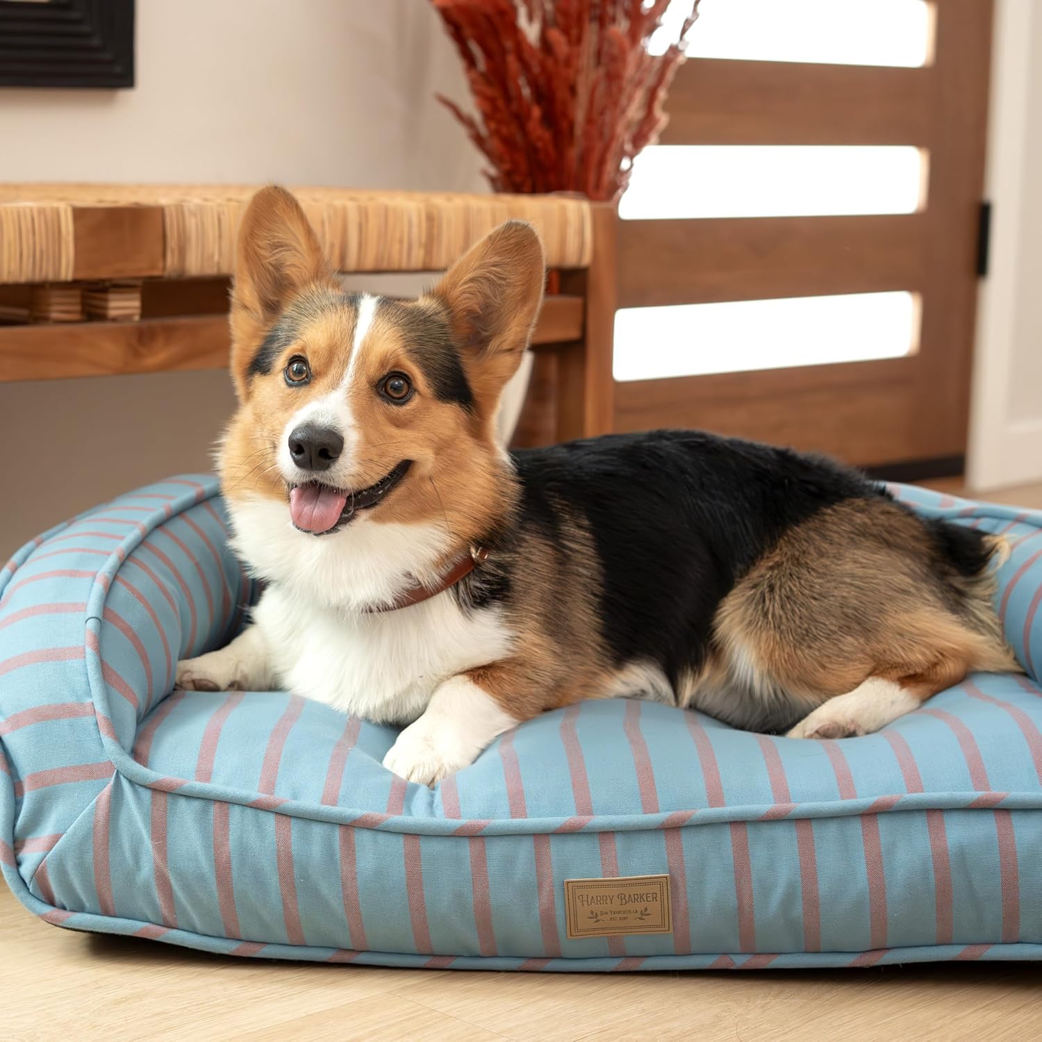 Transform Your Dog