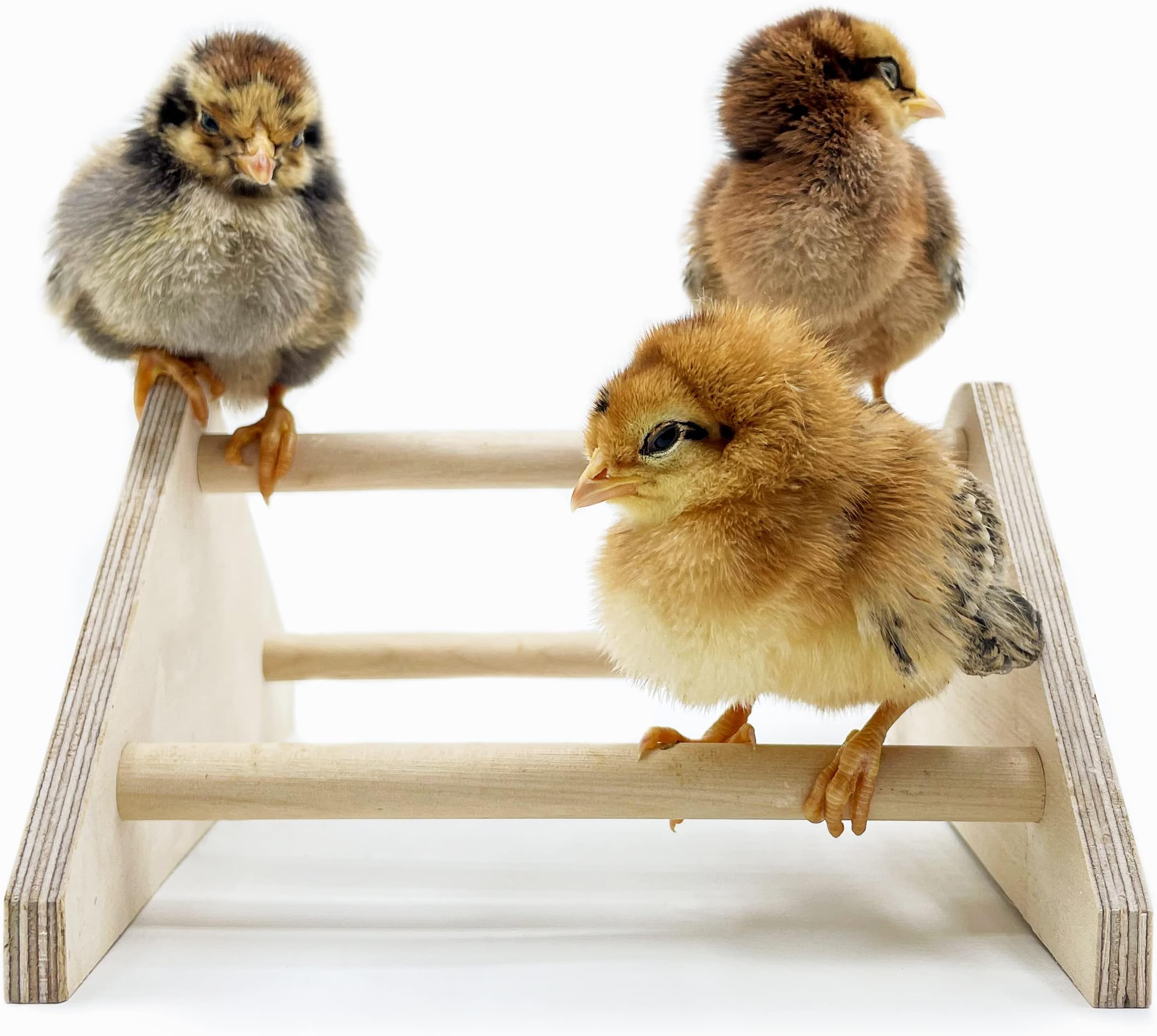 Backyard Barnyard Mini Chick Perch Strong Roosting Bar Made in The USA!!! Jungle Gym Chicken Toys for Coop and Brooder for Baby El Pollitos La Pollita Pollos Gallinas Polluelos