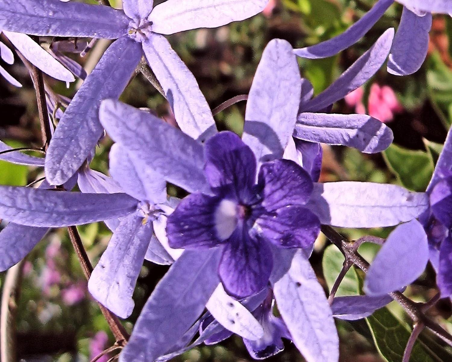 Purple Queens Wreath, Sandpaper, Bluebird Vine - Petrea volubilis - Live Plant - Lavender Flower - 8 to 12 Inches Tall - 4 Inch Pot