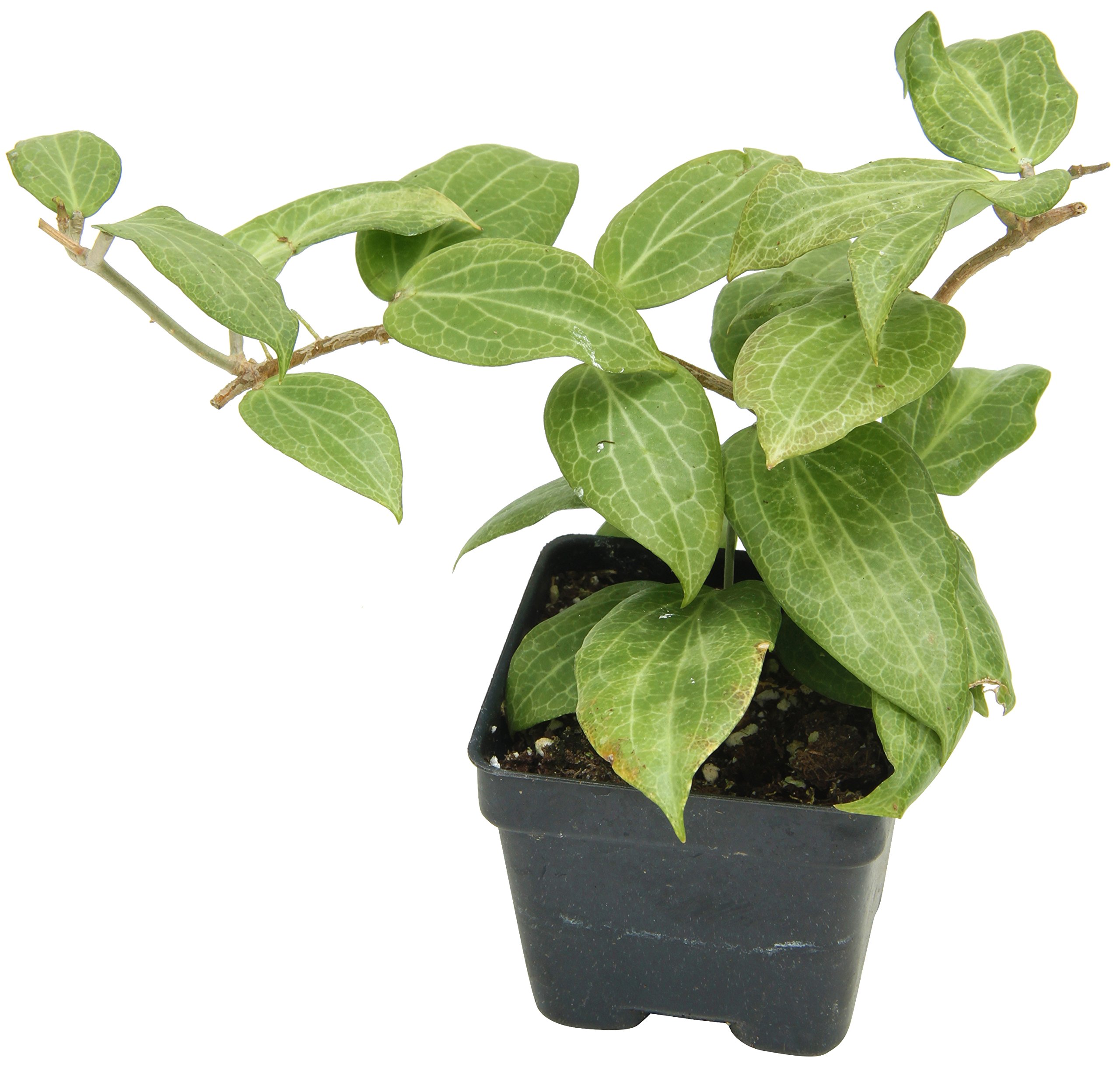 Hoya Fitchii (Hoya Species)