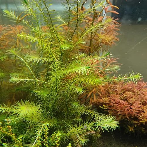 Miniatura 5 de Mainam Mayaca Fluviatilis - Paquete de plantas de acuario vivas para decoración de pecera de agua dulce Plantas acuáticas 3 días garantizados
