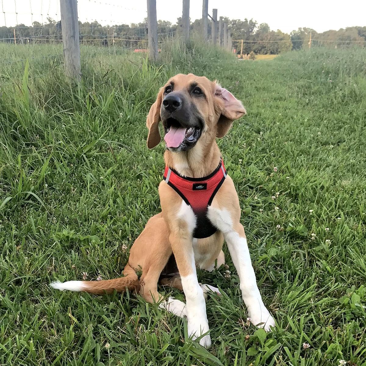 Chest-Pull Dog Harness | Ombre Midnight Red by Doggie Design