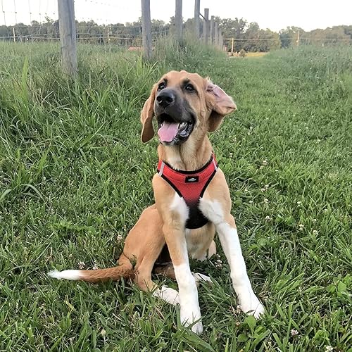 Vista 59 de DOGGIE DESIGN American River - Arnés para perro de la colección ombré, color frambuesa (S (circunferencia de 13 a 16 pulgadas)