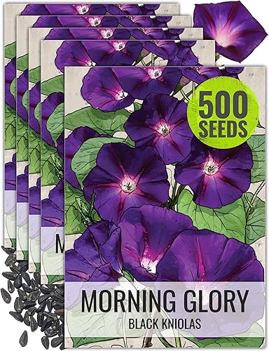 Miniatura 8 de Seed Needs, Black Kniolas Morning Glory Seeds  100 semillas tradicionales para plantar Ipomoea purpurea  Flores moradas profundas enredaderas atraen